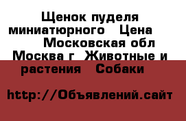 Щенок пуделя миниатюрного › Цена ­ 6 000 - Московская обл., Москва г. Животные и растения » Собаки   